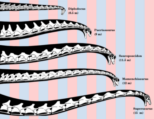 dinodorks: Various sauropod neck reconstructions.