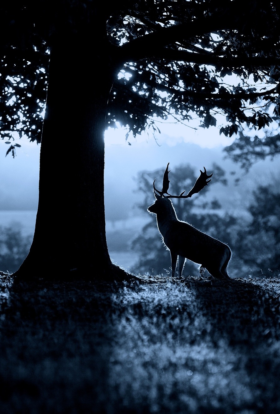 0rient-express:  moonrise | by mark bridger.            