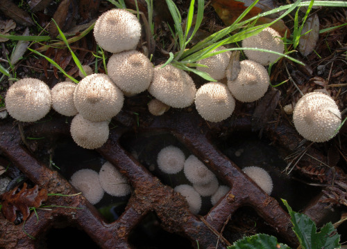 Visiting time over for the all puffballs in fungus jail.