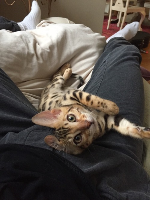 taytayler:olivialovesleggings:This cat is prettier than meWhere can I acquire 12?