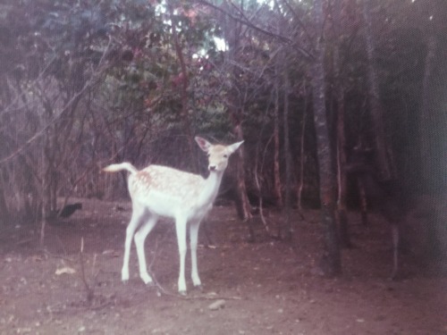 mielle:very old picture of a little fawn
