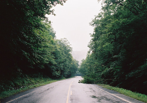 downed tree