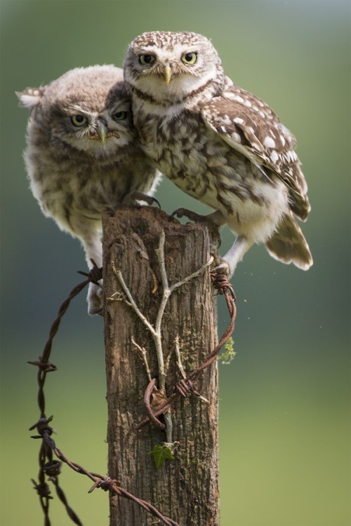 Owls are the new cats