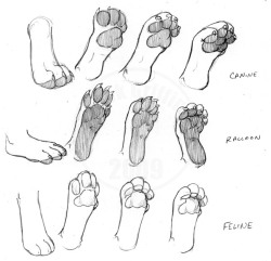 thefurryartacademy:Footpaws Tutorial-Guide