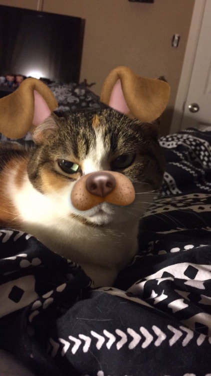 cyberqhost:Happy National Tabby Day to my queen, Maddie ❤️