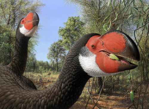 scinewscom:Giant Extinct Australian Birds Had Well-Developed Stereoscopic Vision and Small Brainhttp