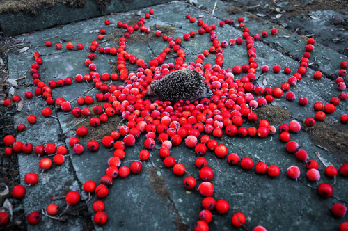 artofmaquenda:“The Womb” I noticed a few spikes were sticking out of the pond with duckweed and I 