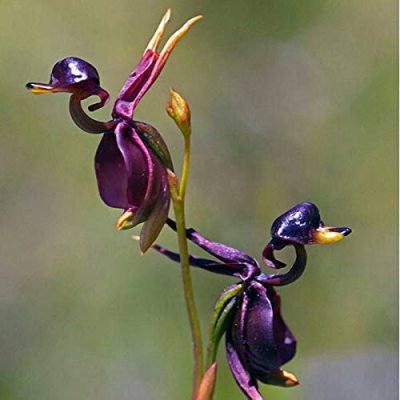 miss-vortex:The Orchid is incredible - not only are there thousands of species all