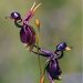 miss-vortex:The Orchid is incredible - not only are there thousands of species all