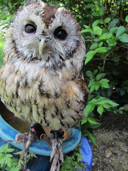 looking scruffy (he’s just had a bath and is in the middle of moult)