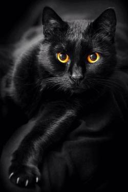 owls-magicmoon-garden:  Black Cat ~ (Via