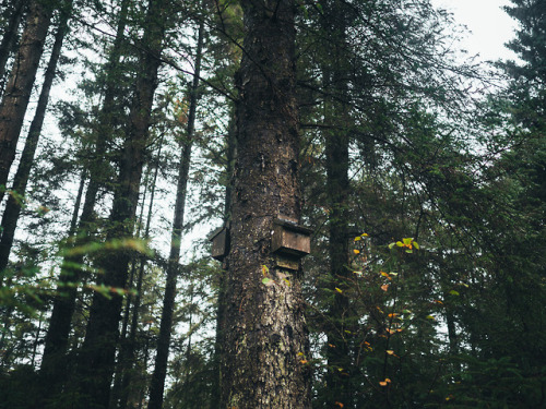 Grizedale Forest, Lake District, England