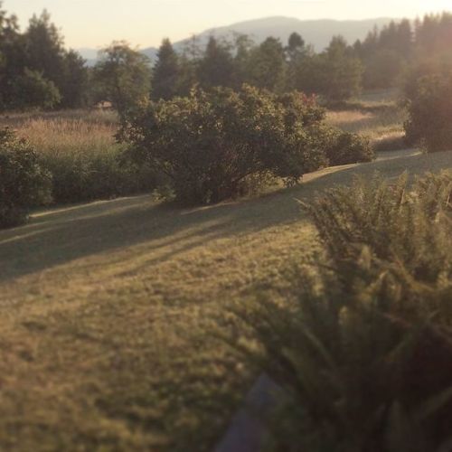 Appreciating the Meadow’s edge this morning. Soon we will be cutting the grasses, watching the