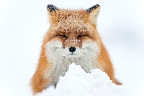 mymodernmet:  In the cold depths of Russia’s northeastern Chukotka region, Magadan-based photographer Ivan Kislov captures colorful signs of life in the snow through his breathtaking images of foxes in the wild. 