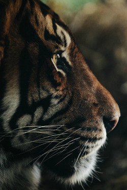 foresity:  I'm thinking a tiger || Anthony