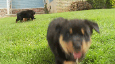 commonbased:Rottweiler puppies are the cutest things ever