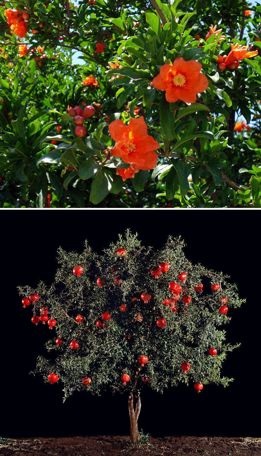 How Food Looks Before It’s Harvested.