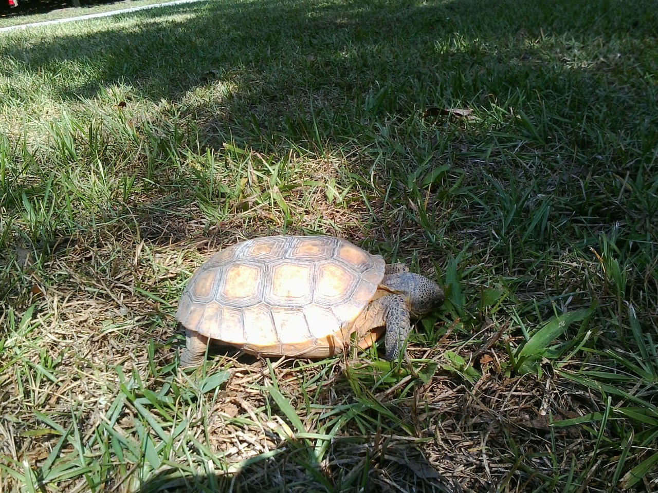 and here are some mostly animal shots from oatland island