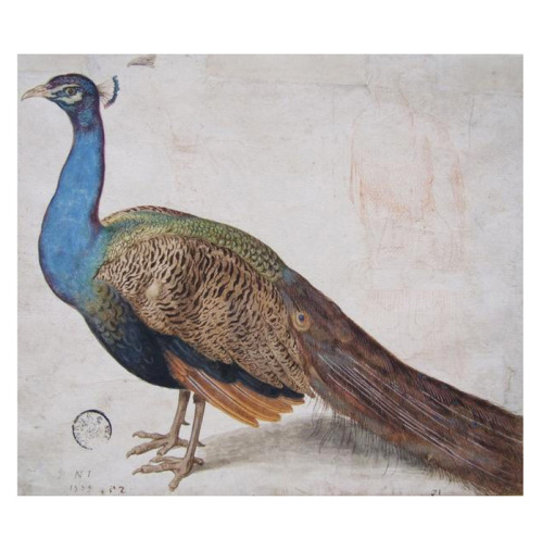 Nicolaus Juvenel, Peacock, 1559. Museum Kunstpalast, Düsseldorf. Source