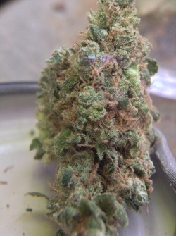 scrumptioushardfuck:  Strawberry Kush