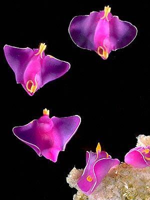 earthlynation:  Batwing Slug