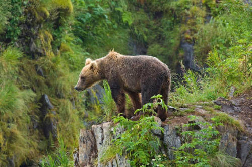 Lone Bear on Kodiak Island, Alaska, USA by Dean Allman