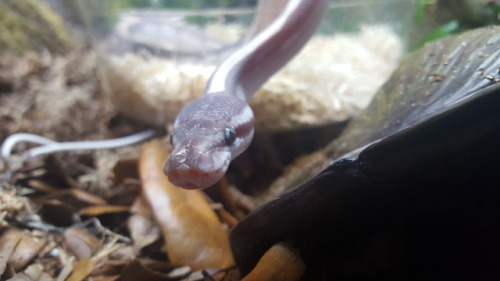 dilly-monster:Meet Soba, my new son! He is a mystic potion ball python.