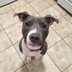 cute-overload:  &ldquo;I’m soooo happy you’re home!&rdquo;http://cute-overload.tumblr.com source: http://imgur.com/r/aww/k9nHJH9