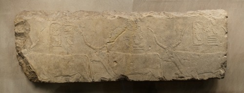 Limestone relief fragment showing cattle of the 4th Dynasty pharaoh Khufu.  Artist unknown; ca. 2551