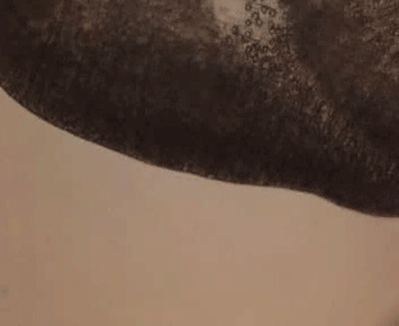 molotovriot:  space-tart:  astro-stoner:  hohokev:  why do jellyfish only sting when