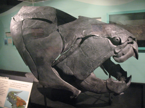 alfarosaurus:Photos from my Trip to the Cincinnati Museum Center’s Natural History Museum exhi