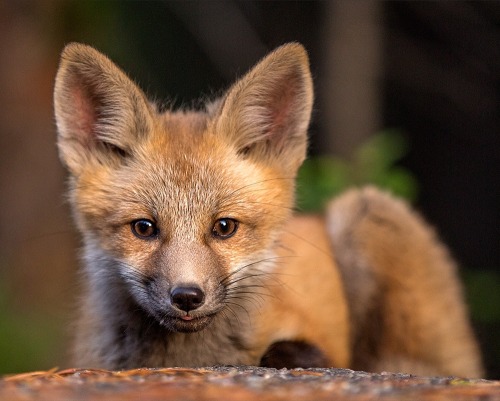 beautiful-wildlife:
“ Pup by Hisham Atallah
”