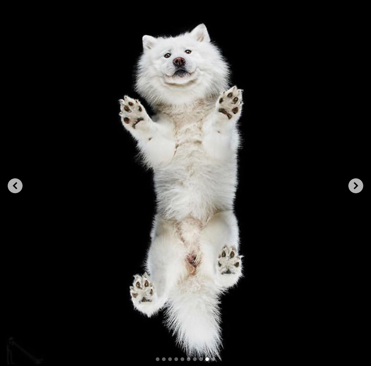babyanimalgifs: I am morally opposed to there being glass between me an these puppies