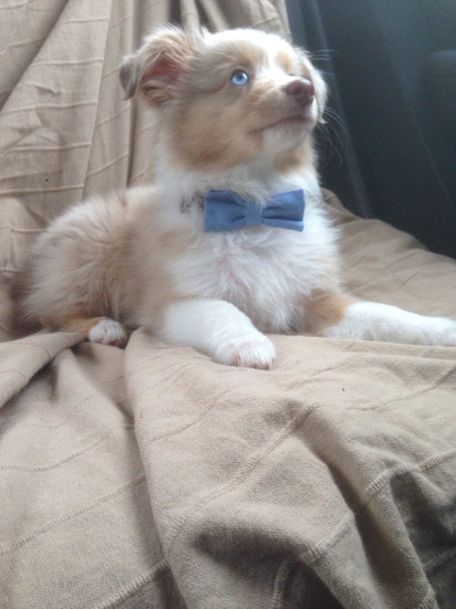 shoulderblades:  robbvious:  Wesley in the car, a short story  I LOVE DOGS 