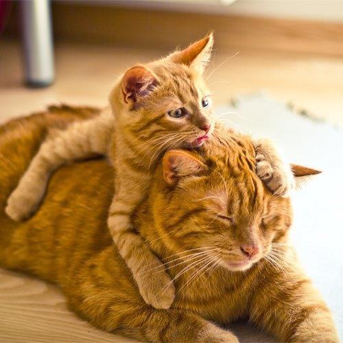 johncoveredinjam:  Here are some pictures of cats hugging. Enjoy your day. 