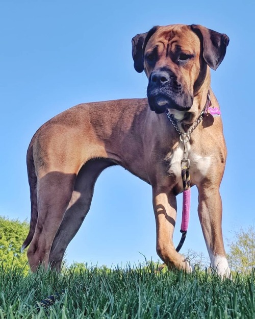 Our beautiful beast. #mastiff (at Queen Elizabeth Park, British Columbia)