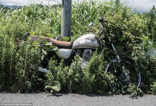 cctvnews: Fukushima exclusion zone looks like a post-apocalyptic wildernessFour years have passed si