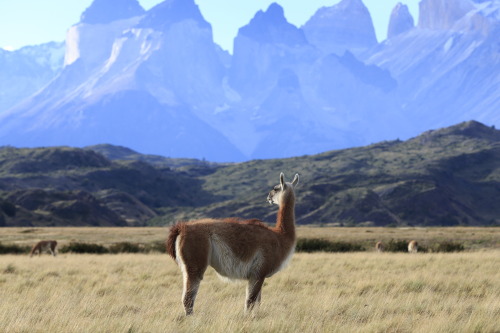 geologicaltravels:2016: Guanacos (Lama guanicoe) with the Paine laccolith in the background.