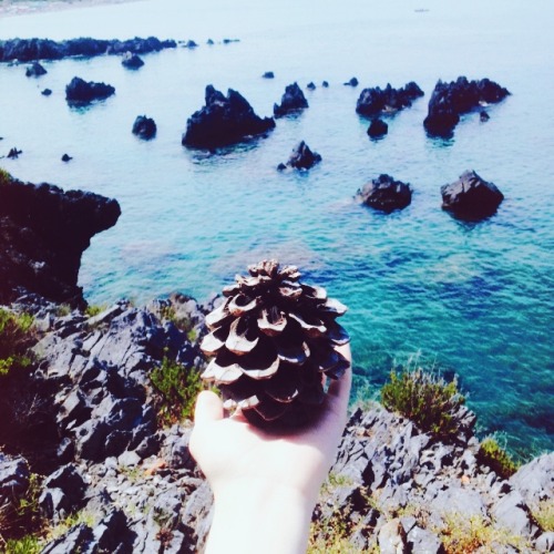 fir cone