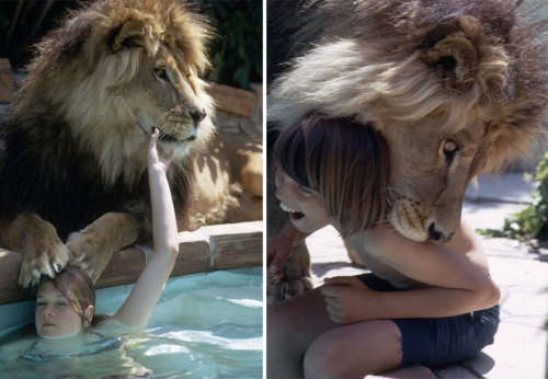 innocenttmaan:  After a trip to Africa, actress Tippi Hedren, her husband Noel Marshall, and their actress daughter Melanie Griffith, wanted to make a movie about lions. At the advice of Ron Oxley, an animal trainer who said that “to get to know about