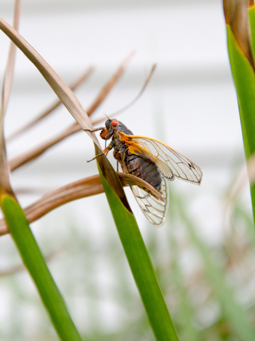 in praise of cicadas