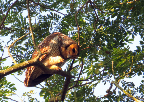 thebigyear2015:Spotted wood owl @ Pasir Ris Park