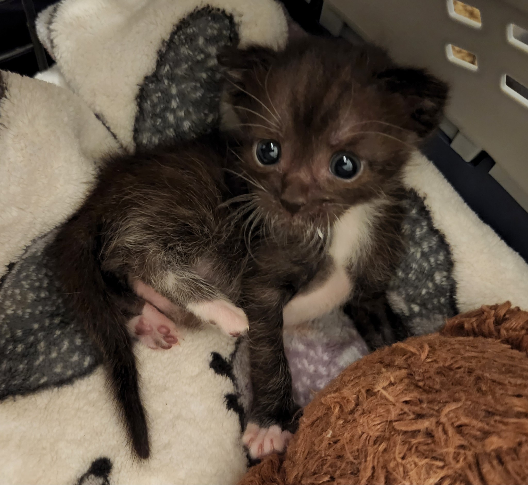 talesfromtreatment:Peppercorn&hellip;. what is that expression&hellip;.I