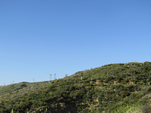 Blooming Yuccas Along I-5May 4, 2022It wasn’t easy to capture from a fast moving car, but the 