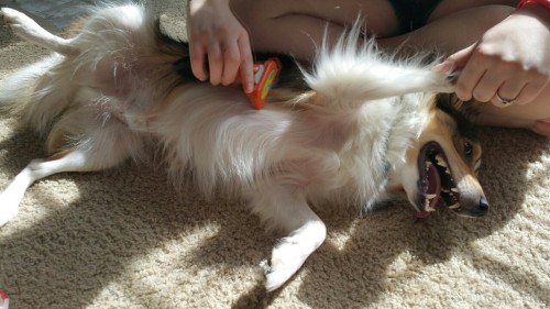 spartathesheltie:  tuckiepup:Well, it’s officially been over 60 degrees outside for about a week, which if I’m correct means it’s about time for us to witness and prepare for Tucker’s first spring “blowout”. He loves brushies, except for the