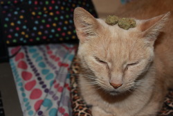 reeferkitten:  what are you doin kitty  