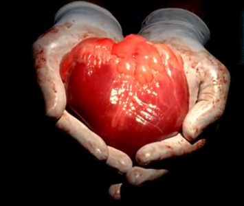 curiousferret: More fresh hearts