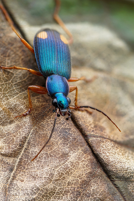 lonelyetntomologist:  Two-spotted blue Carabid by andre de kesel on Flickr.