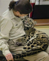aspiringwarriorlibrarian:thestuffedalligator:teenwolfsona:sorry this is by and far the funniest way to announce you’ve lost a leopardFor the record Nova is a clouded leopard, not an African one. They weigh about 30 pounds and are not very aggressive