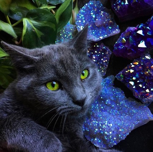 millenialwitch:  i need me a little kitty